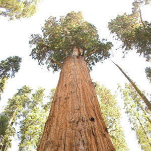 Meet your Posher, Cash